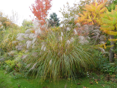 2020-10-25 Miscanthus 'Beth Chatto'.jpg