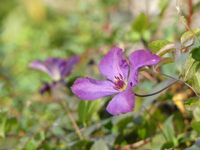 2020-10-25 Clematis.jpg