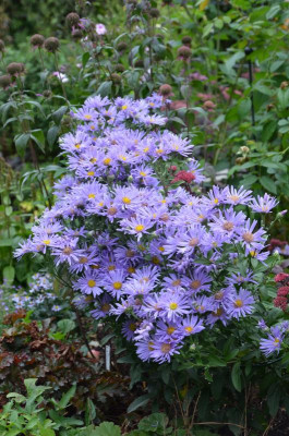 Aster_amellus-Silbersee.19-3.jpg