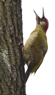 platzhirsch.jpg