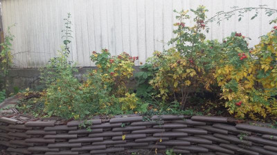 rosenhecke_rugosa.jpg