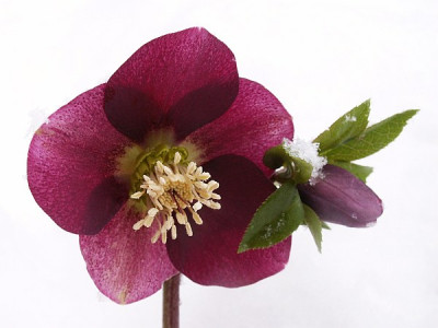 Helleborus-rot.jpg