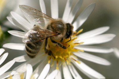 Biene_auf_Aster.jpg