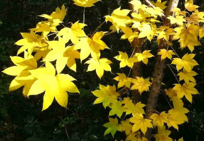 75_Kalopanax-septemlobus-Herbst.jpg
