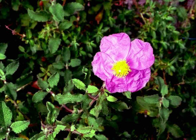 75_Cistus-Peggy-Sammons.jpg