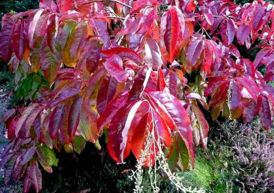 75_Oxydendrum-arboreum-Herbst.jpg