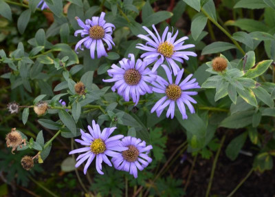 Aster_frikartii.Mönch.20-2.jpg