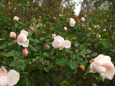 DSCF1369.JPG