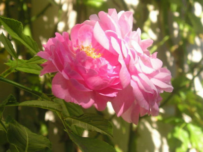 Rosa_Kletterrose6.JPG