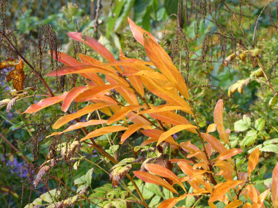 2020-10-24 Lindera angustifolia 4.jpg