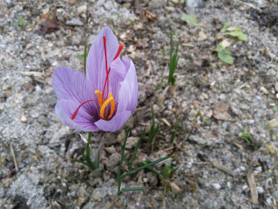 Crocus sativus.jpg