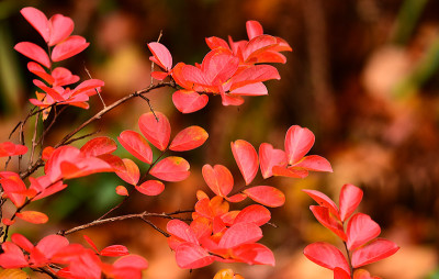 lagerstroemia.jpg