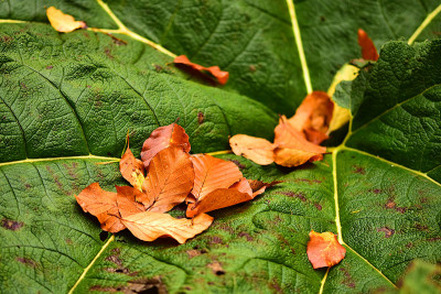gunnera1.jpg