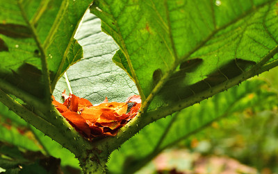 gunnera2.jpg