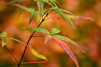 pentaphyllum.jpg