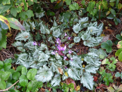 11111111kein Lysander darkpurple.jpg
