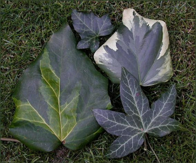 Hedera.JPG