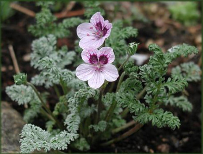 Erodium_Natasha.jpg