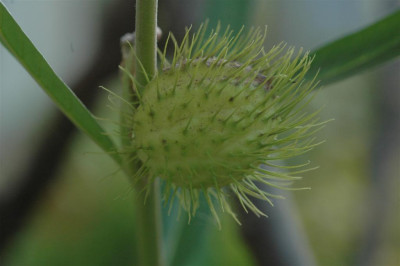 A5441_Large.JPG