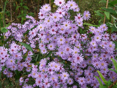 2020_0730OktoberEnde0181.JPG