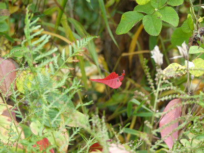 2020-10-25 Gartenimpressionen 5.jpg