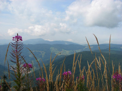 PUR_09.08_III.jpg