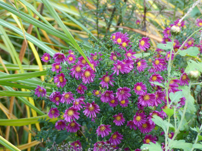 2020-10-24 Aster 'Lisette'.jpg