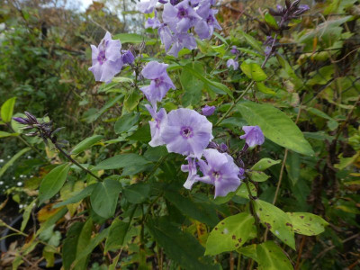 Phlox 'Gräfin von Schwerin' 201027.jpg
