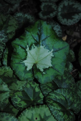 DSC_1350.JPG