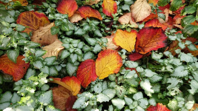 Hamamelis Lamium.JPG