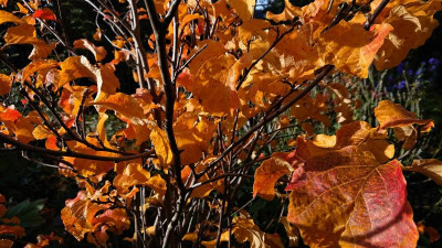 Fothergilla Laub.JPG