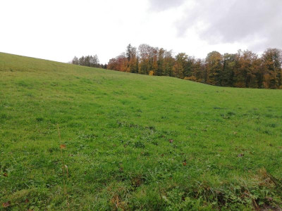 IMG_20201026_162746.jpg