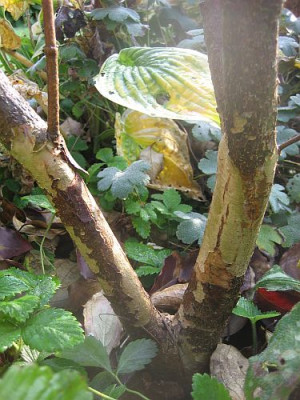 Cornus_kousa_var._chinensis_78861.jpg