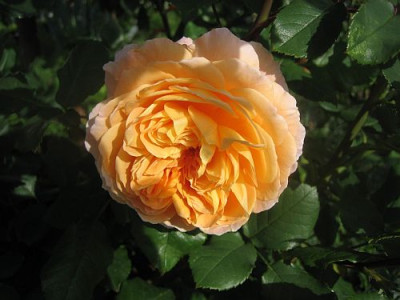 IMG_78621.jpg