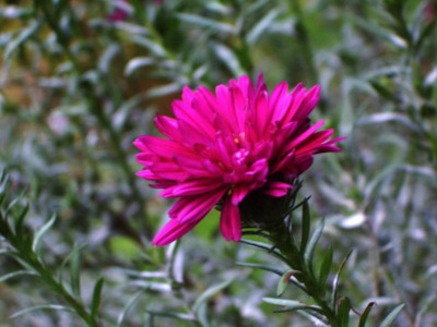 Aster Nathaly.jpg