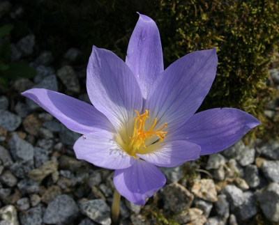 IMG_3267_eCrocus_speciosus.JPG