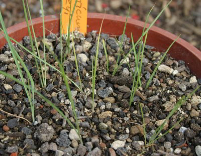IMG_3268_eEcheandia_flavescens_syn_Anthericum_torreyi_S102005K052007.JPG