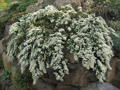 IMG_2391_Aster_Snowflurry_25Okt2020_.jpg