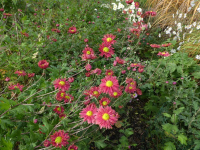 rote Chrysantheme 201027 k.jpg