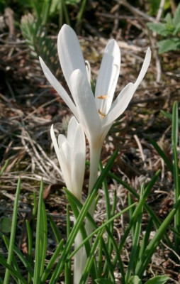 09070001_eColchicum_autumnale_var_alba.JPG