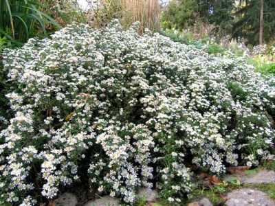 Aster-Snowflurry-Okt-2006.jpg
