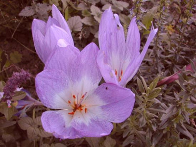 colchicum_bluten.jpg