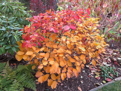 Fothergilla_Herbst03.jpg