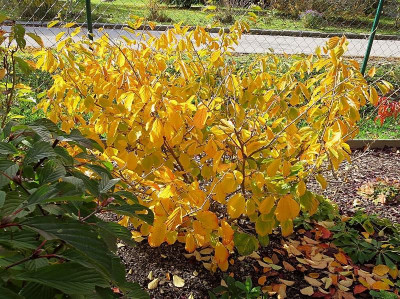 Zaubernuss_Herbst2.jpg