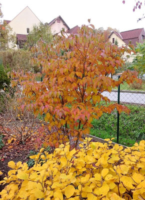 Cornus_MilkyWay1.jpg