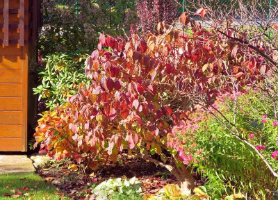 Vib.mariesii_Herbstfärbung.jpg