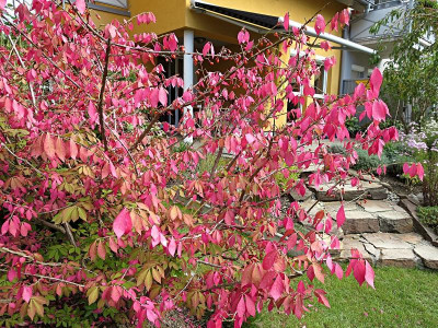 Euonymus_alatus09.jpg