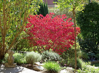 Euonymus_alatus12.jpg