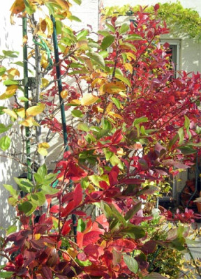 herbstlaub_01.jpg