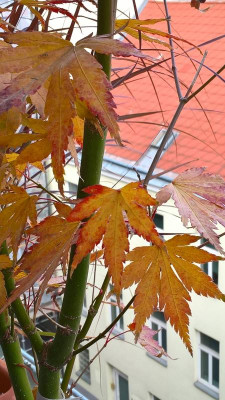 WP_20201026_12_09_43_Pro.jpg